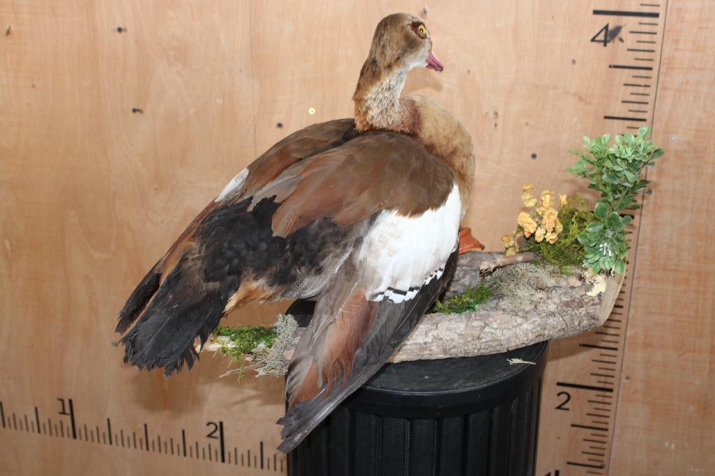 EGYPTIAN GOOSE Mounted on a Decorative Log Base - 5