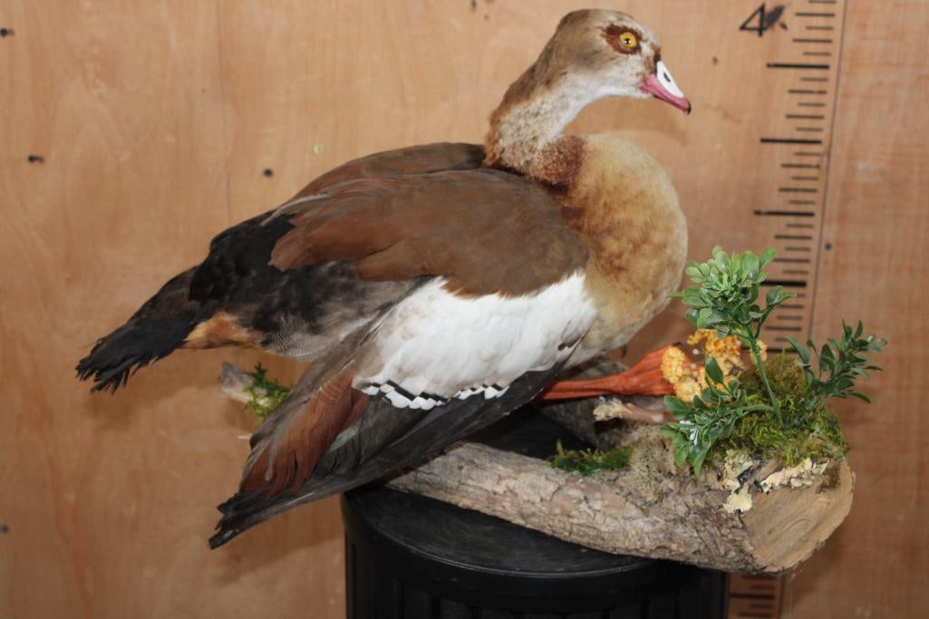 EGYPTIAN GOOSE Mounted on a Decorative Log Base - 6