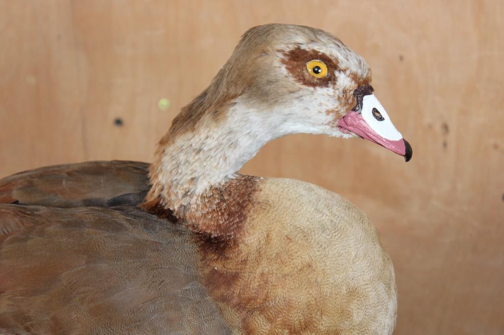 EGYPTIAN GOOSE Mounted on a Decorative Log Base - 7