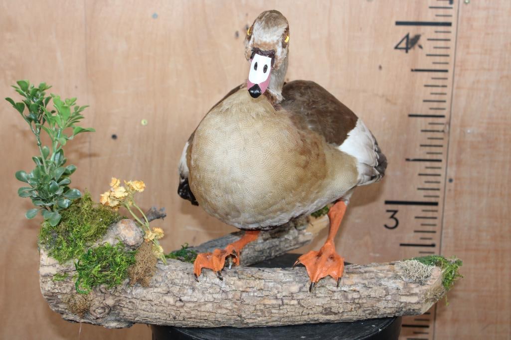 EGYPTIAN GOOSE Mounted on a Decorative Log Base - 8