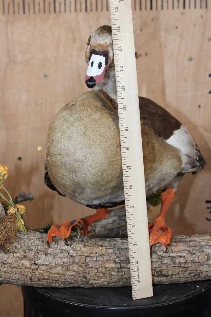 EGYPTIAN GOOSE Mounted on a Decorative Log Base - 9