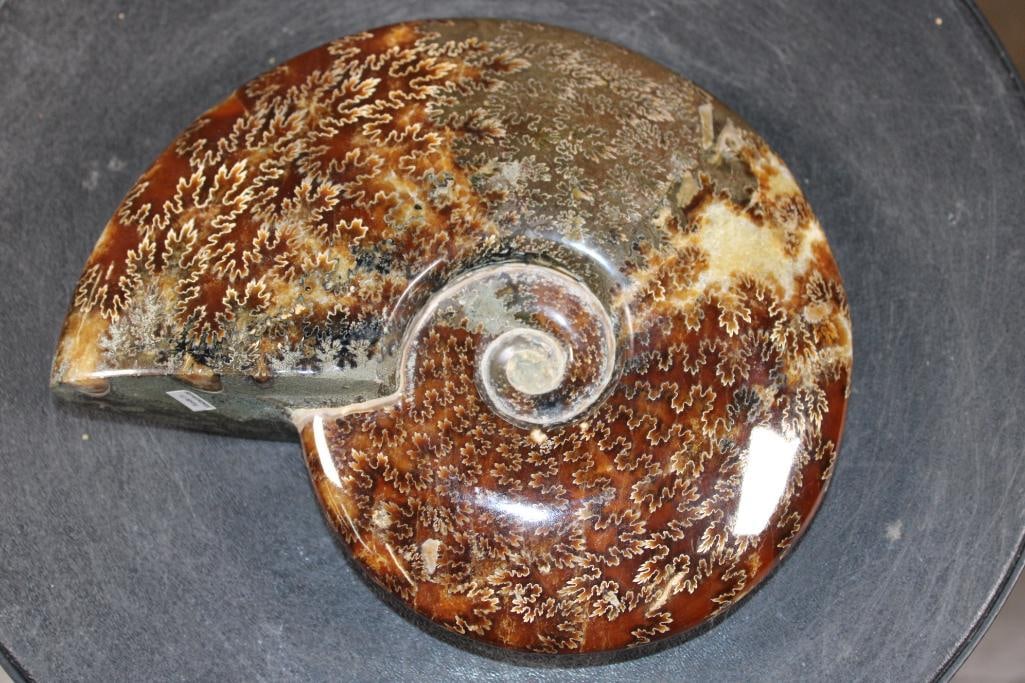 XL Whole Sutured and Polished AMMONITE Fossil from Madagascar: XL Whole Sutured and Polished AMMONITE Fossil from Madagascar. It measures 8" Long x 6.5" Wide x 1.75" Thick and Weighs 3.6 lbs. This species of Ammonite is known for its distinct, fern-like suture