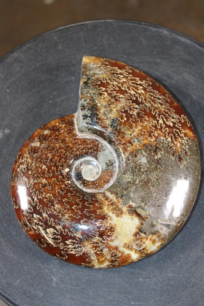 XL Whole Sutured and Polished AMMONITE Fossil from Madagascar - 2