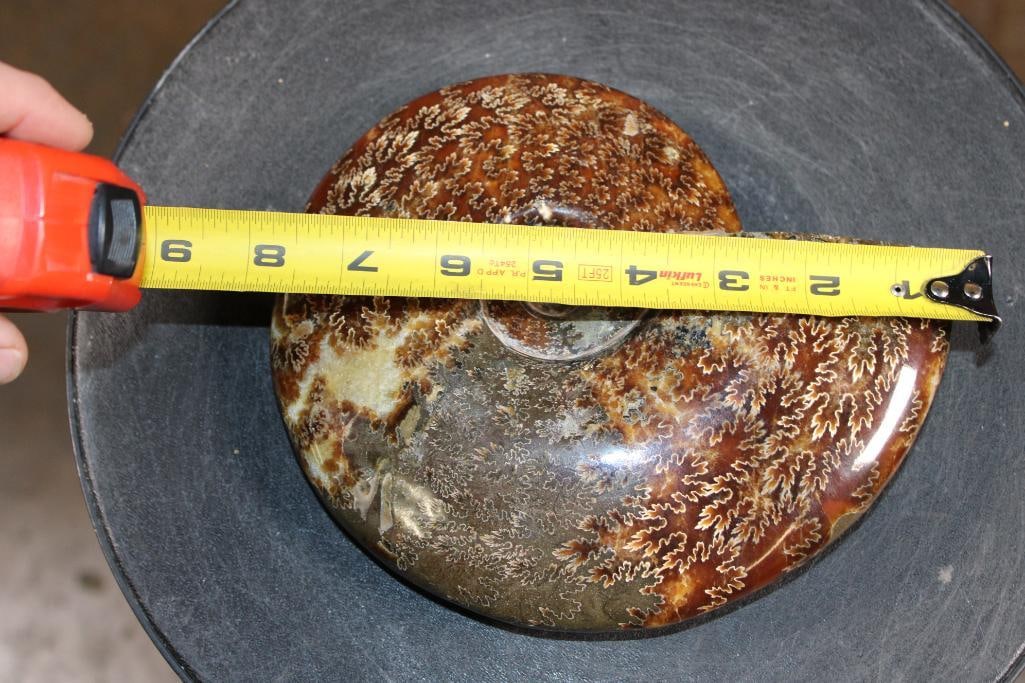 XL Whole Sutured and Polished AMMONITE Fossil from Madagascar - 3