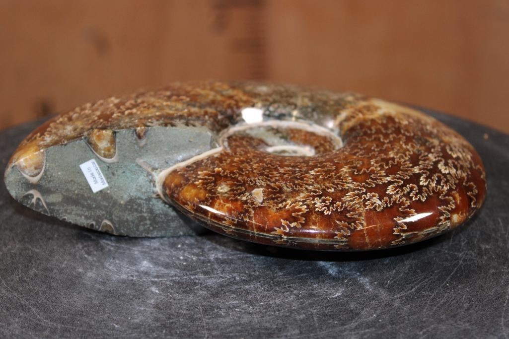 XL Whole Sutured and Polished AMMONITE Fossil from Madagascar - 4