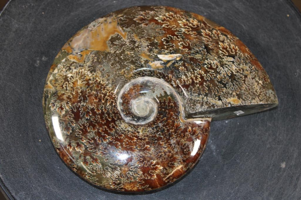 XL Whole Sutured and Polished AMMONITE Fossil from Madagascar - 5