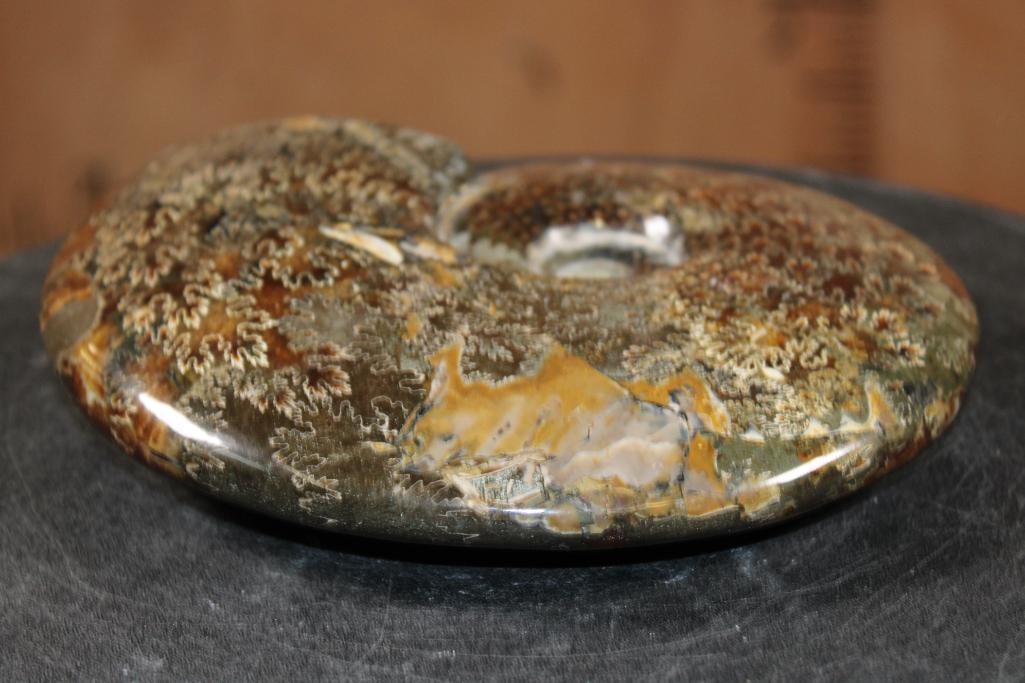 XL Whole Sutured and Polished AMMONITE Fossil from Madagascar - 6