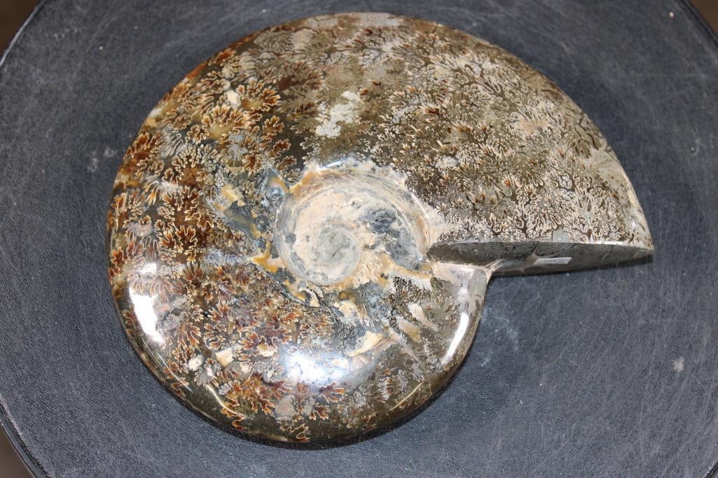 Big Whole Sutured and Polished AMMONITE Fossil from Madagascar (1 of 5)