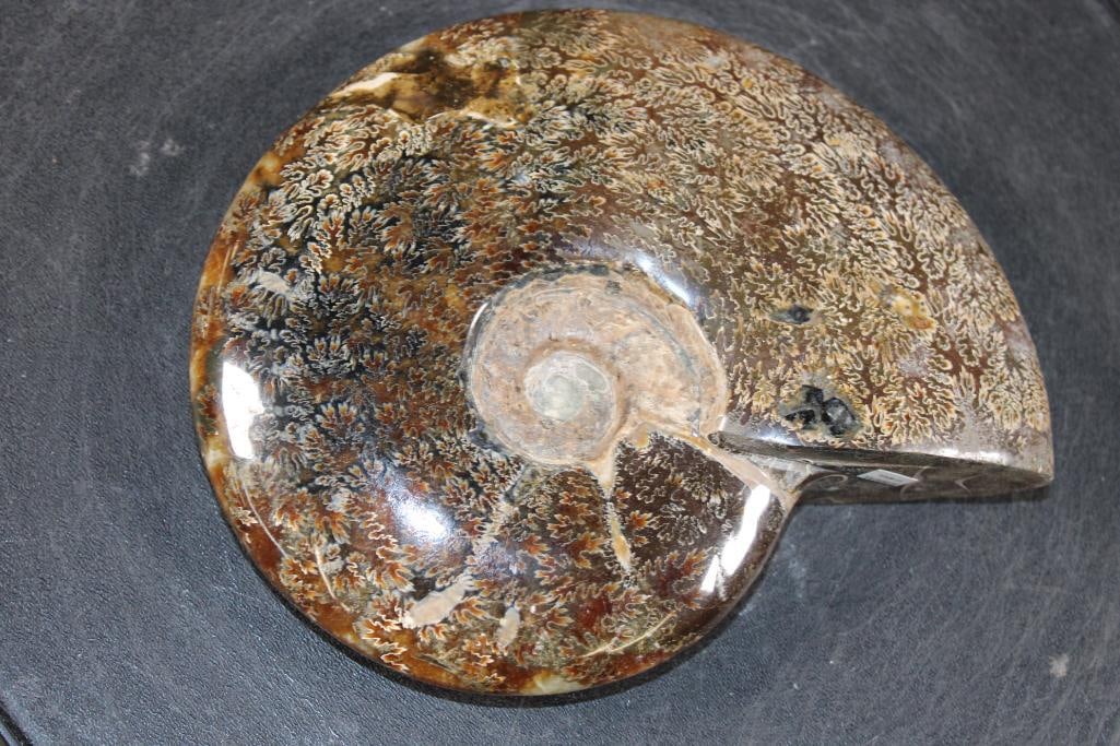 Big Whole Sutured and Polished AMMONITE Fossil from Madagascar: Big Whole Sutured and Polished AMMONITE Fossil from Madagascar. It measures 7 3/8" Long x 6" Wide x 1.75" Thick and Weighs 3.4 lbs. This species of Ammonite is known for its distinct, fern-like suture