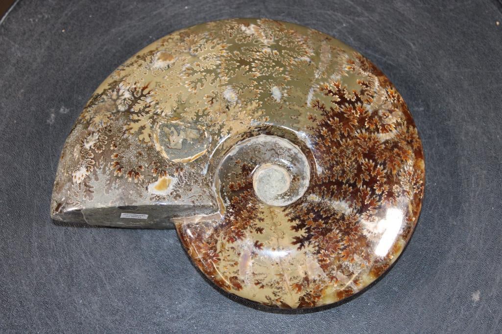 Big Whole Sutured and Polished AMMONITE Fossil from Madagascar (1 of 5)