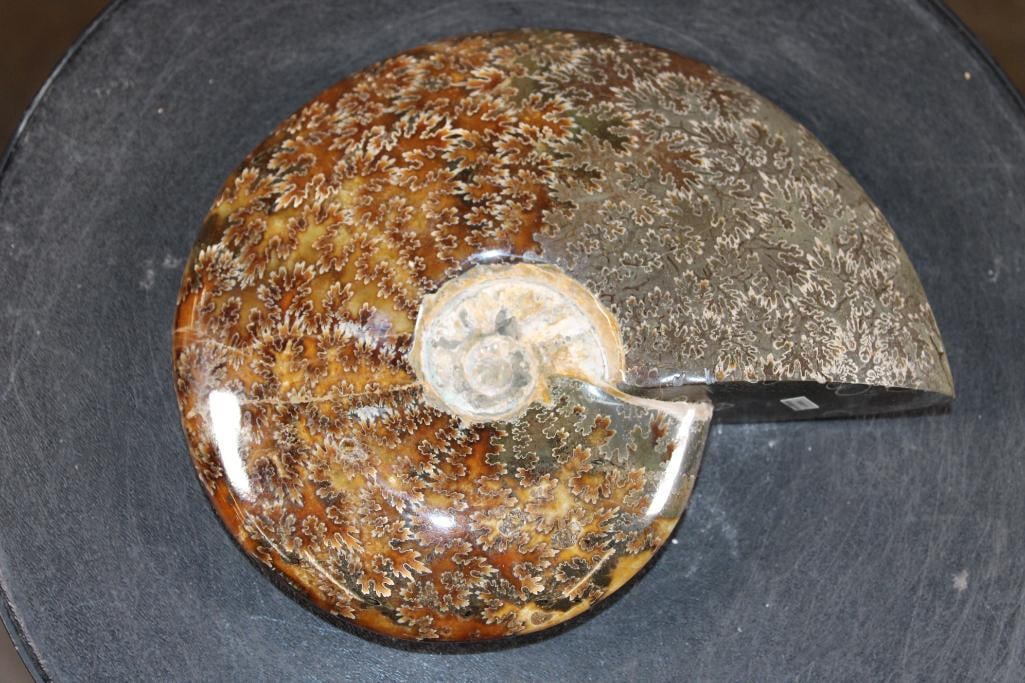 Big Whole Sutured and Polished AMMONITE Fossil from Madagascar: Big Whole Sutured and Polished AMMONITE Fossil from Madagascar. It measures 8" Long x 6 5/8" Wide x 1.75" Thick and Weighs 3.4 lbs. This species of Ammonite is known for its distinct, fern-like s