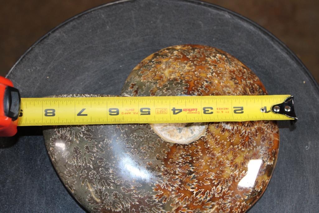 Big Whole Sutured and Polished AMMONITE Fossil from Madagascar - 2