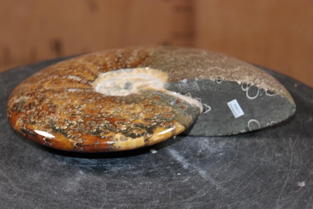 Big Whole Sutured and Polished AMMONITE Fossil from Madagascar - 3