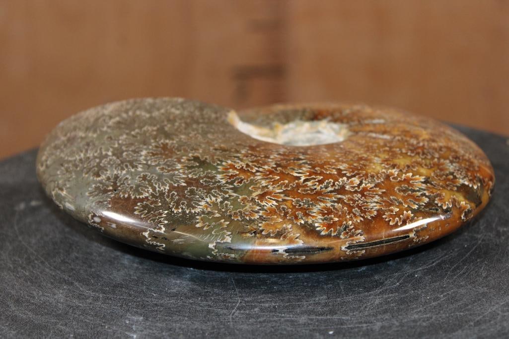 Big Whole Sutured and Polished AMMONITE Fossil from Madagascar - 4