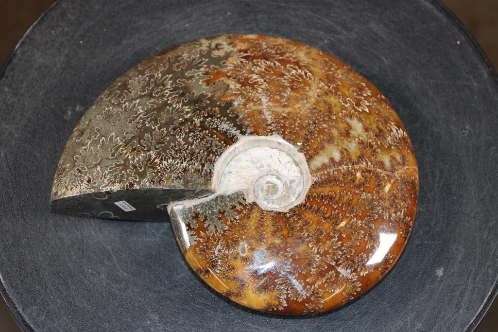 Big Whole Sutured and Polished AMMONITE Fossil from Madagascar - 5