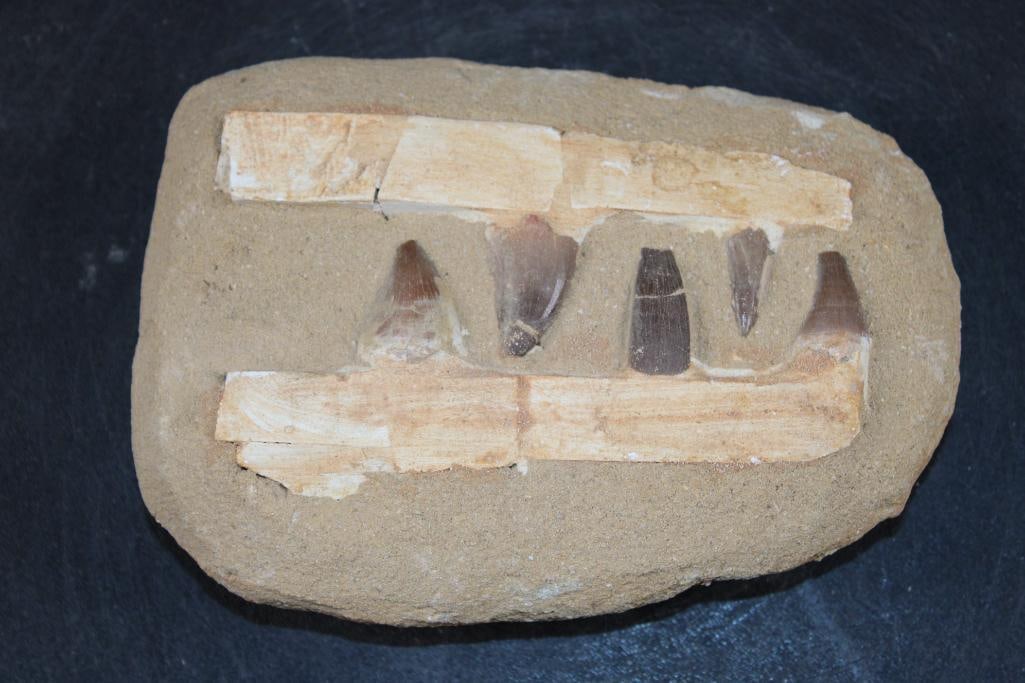 5 Authentic MOSASAUR Fossil Teeth: 5 Authentic MOSASAUR Fossil Teeth. The display measures 7" Long x 5" Wide x 2" Thick and Weighs 2 lbs. Mosasaurs lived during the Late Cretaceous Period, from about 90 million years ago until they