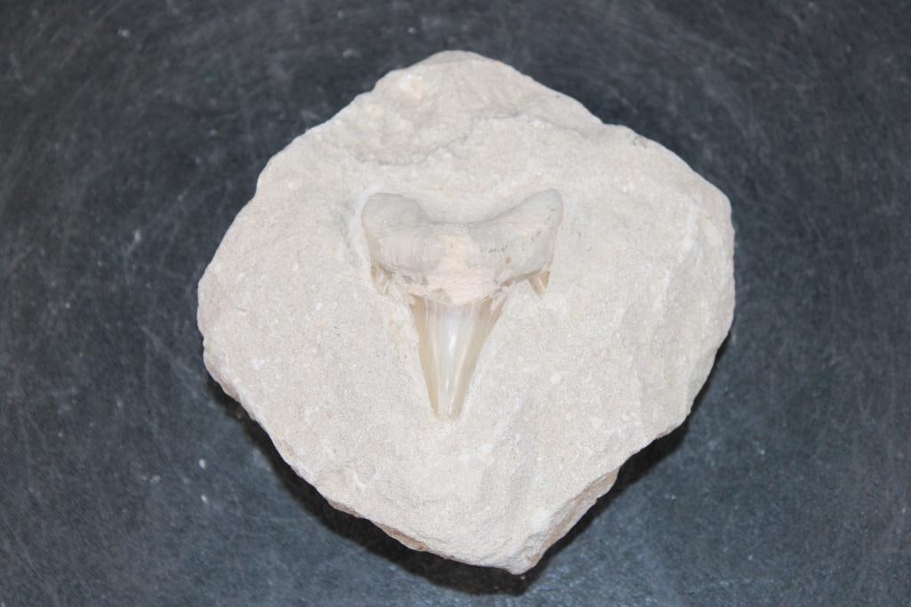 Prehistoric OTODUS SHARK Tooth Fossil in a Rock Matrix: Prehistoric OTODUS SHARK Tooth Fossil in a Rock Matrix. The Matrix measures 4" Long x 4" Wide x 2 3/8" Thick. The Total Weight is 1.2 lbs. The prehistoric Otodus Shark is an extinct genus of