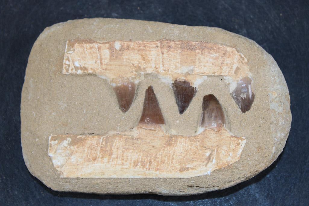 5 Authentic MOSASAUR Fossil Teeth: 5 Authentic MOSASAUR Fossil Teeth. The display measures 6 1/8" Long x 4" Wide x 1.25" Thick and Weighs 1.4 lbs. Mosasaurs lived during the Late Cretaceous Period, from about 90 million years ago