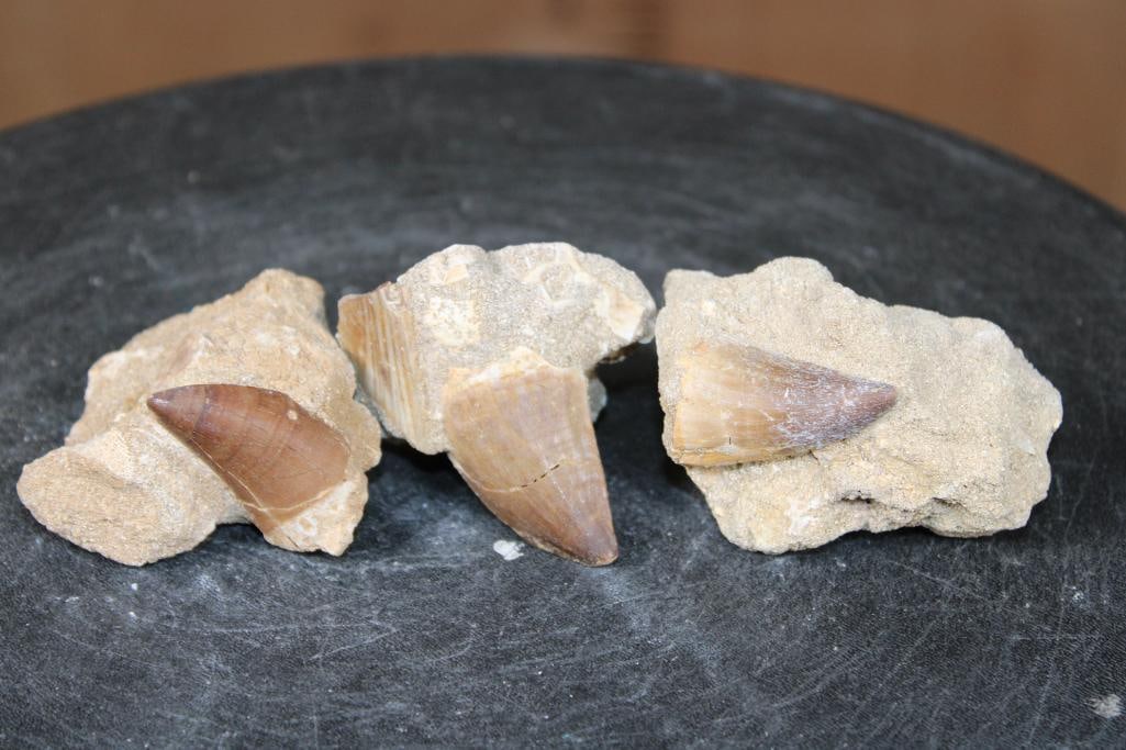 (3) Authentic MOSASAUR Fossil Teeth: 3 Authentic MOSASAUR Fossil Teeth. Mosasaurs lived during the Late Cretaceous Period, from about 90 million years ago until they went extinct around 66 million years ago. ROCKS FOSSILS MINERALS 