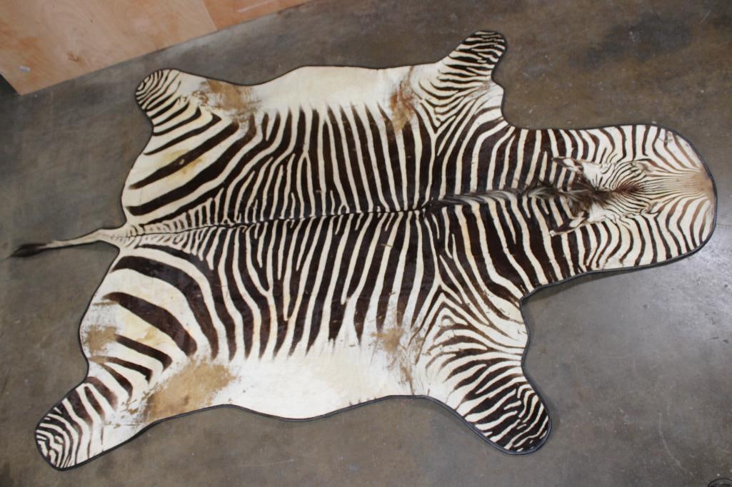 ZEBRA Hide Rug with Leather Piping and Carpet Backing: ZEBRA Hide or Zebra Hide Rug with Leather Piping and Carpet Backing. It measures 10' 3" Long x 6' 11" Wide. There are several pet stains. TAXIDERMY HIDE RUGS 