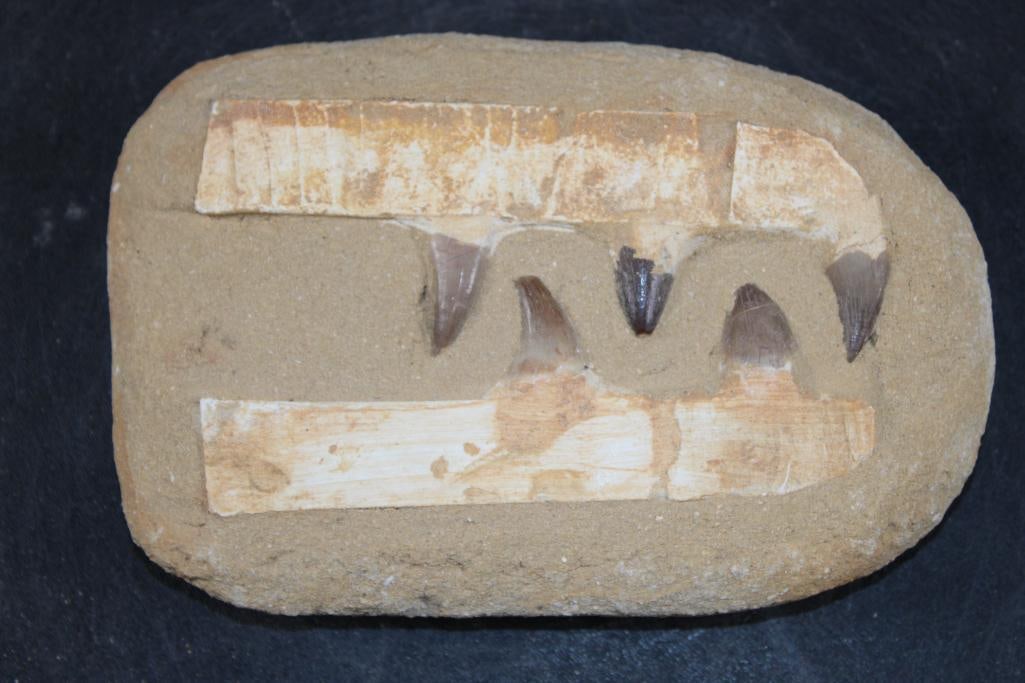5 Authentic MOSASAUR Teeth Fossils: 5 Authentic MOSASAUR Fossil Teeth. The display measures 7" Long x 5" Wide x 1.5" Thick and Weighs 1.85 lbs. Mosasaurs lived during the Late Cretaceous Period, from about 90 million years ago until