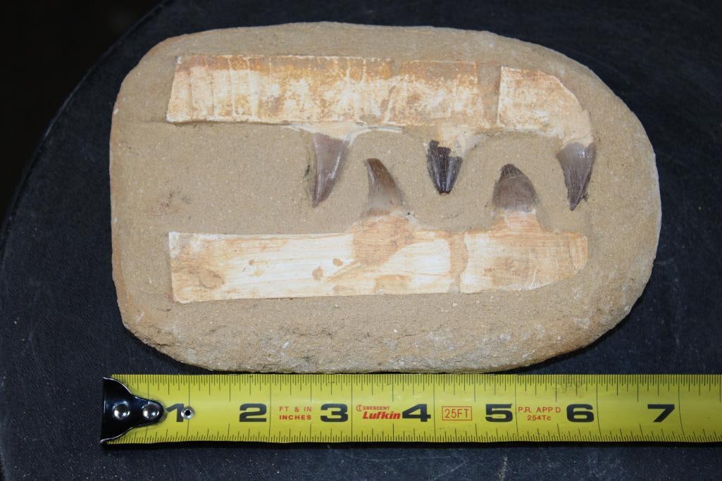 5 Authentic MOSASAUR Teeth Fossils - 2