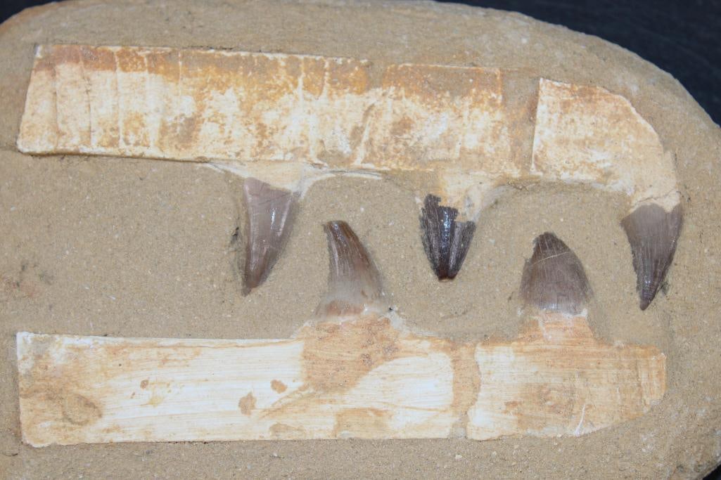 5 Authentic MOSASAUR Teeth Fossils - 3