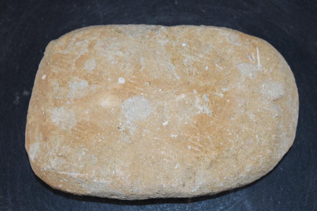 5 Authentic MOSASAUR Teeth Fossils - 4