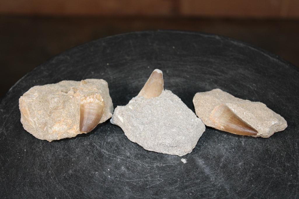 (3) Big MOSASAUR TEETH in their own Rock Matrix: 3 Authentic MOSASAUR Fossil Teeth. Mosasaurs lived during the Late Cretaceous Period, from about 90 million years ago until they went extinct around 66 million years ago. ROCKS FOSSILS MINERALS 