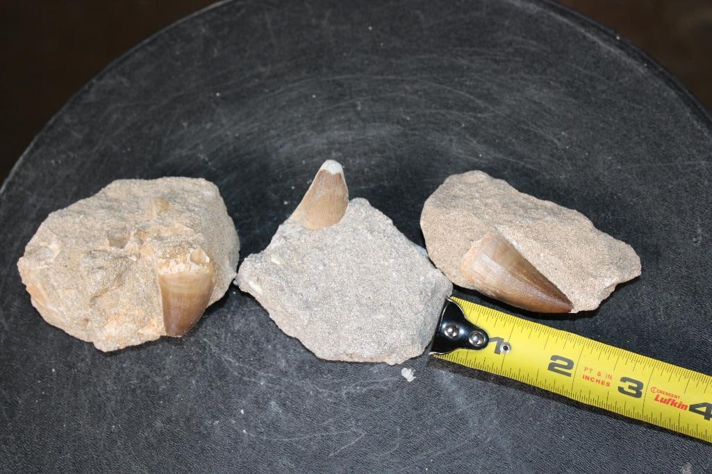 (3) Big MOSASAUR TEETH in their own Rock Matrix - 2