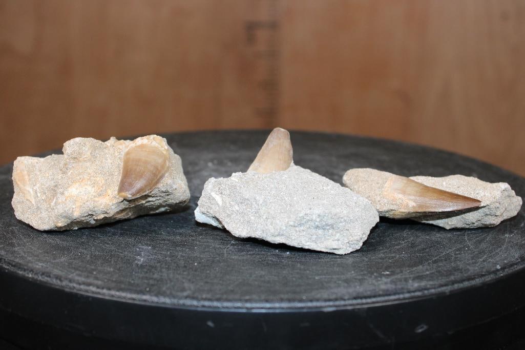 (3) Big MOSASAUR TEETH in their own Rock Matrix - 3