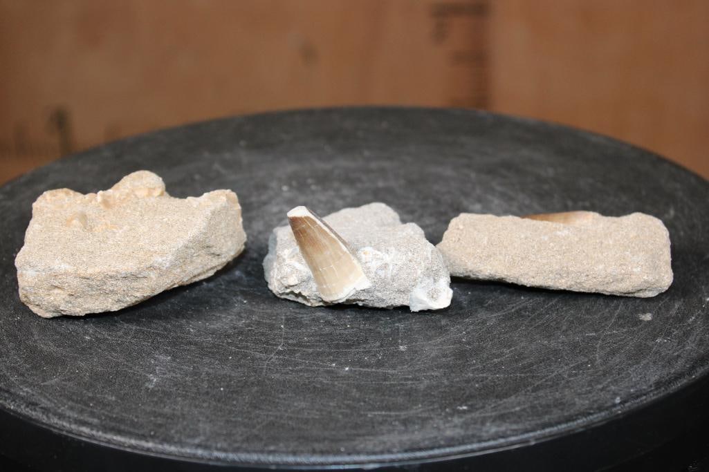 (3) Big MOSASAUR TEETH in their own Rock Matrix - 4