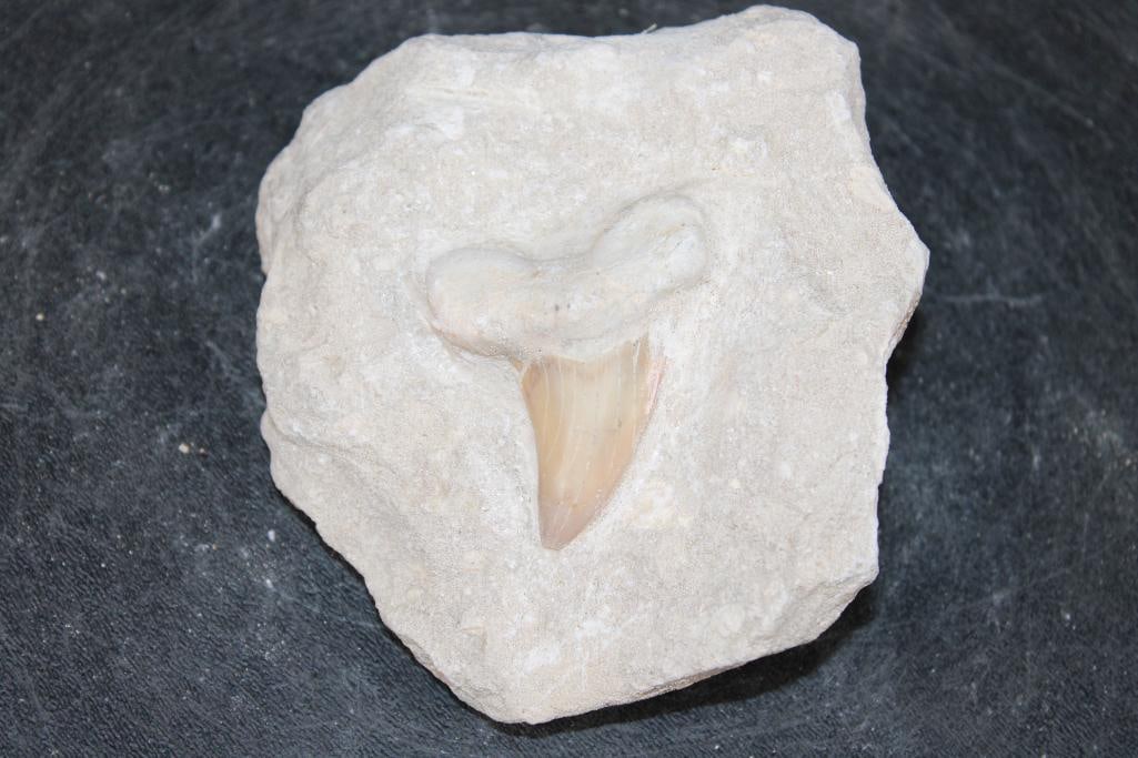Prehistoric OTODUS SHARK Tooth Fossil in a Rock Matrix: Prehistoric OTODUS SHARK Tooth Fossil in a Rock Matrix. The Matrix measures 4" Long x 4" Wide x 2" Thick. The Total Weight is .85 lbs. The prehistoric Otodus Shark is an extinct genus of large