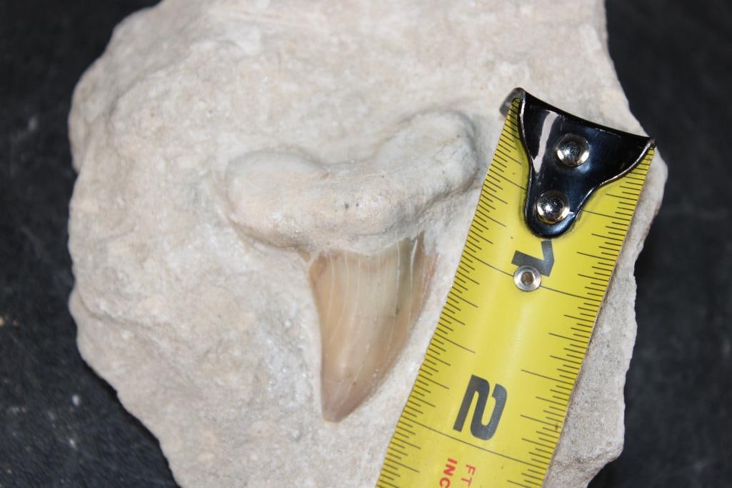 Prehistoric OTODUS SHARK Tooth Fossil in a Rock Matrix - 2