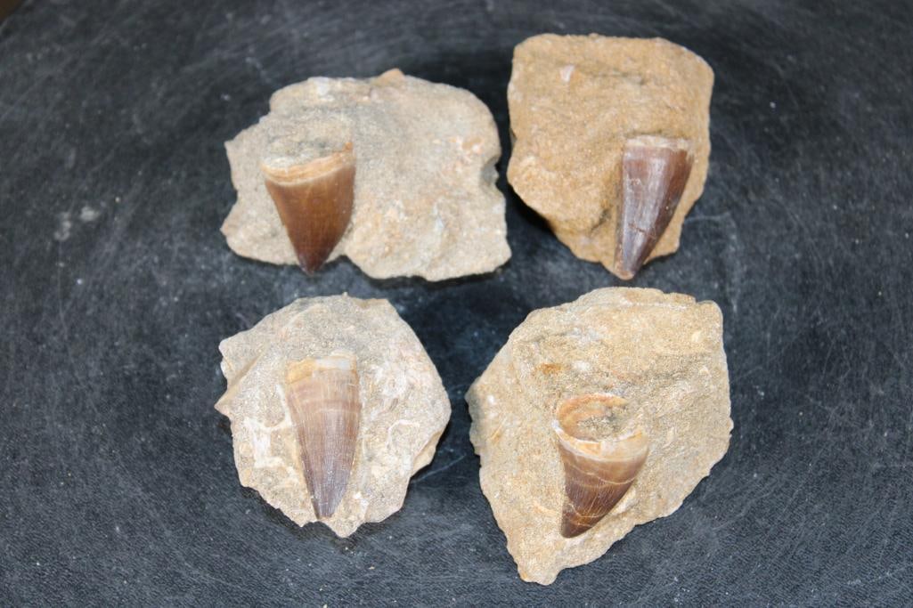 (4) Big MOSASAUR TEETH in their own Rock Matrix: 4 Authentic MOSASAUR Fossil Teeth. The Total Weight for all is 1.1 lbs. Mosasaurs lived during the Late Cretaceous Period, from about 90 million years ago until they went extinct around 66 million yea