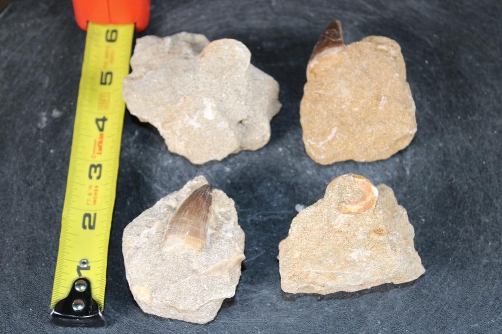 (4) Big MOSASAUR TEETH in their own Rock Matrix - 3
