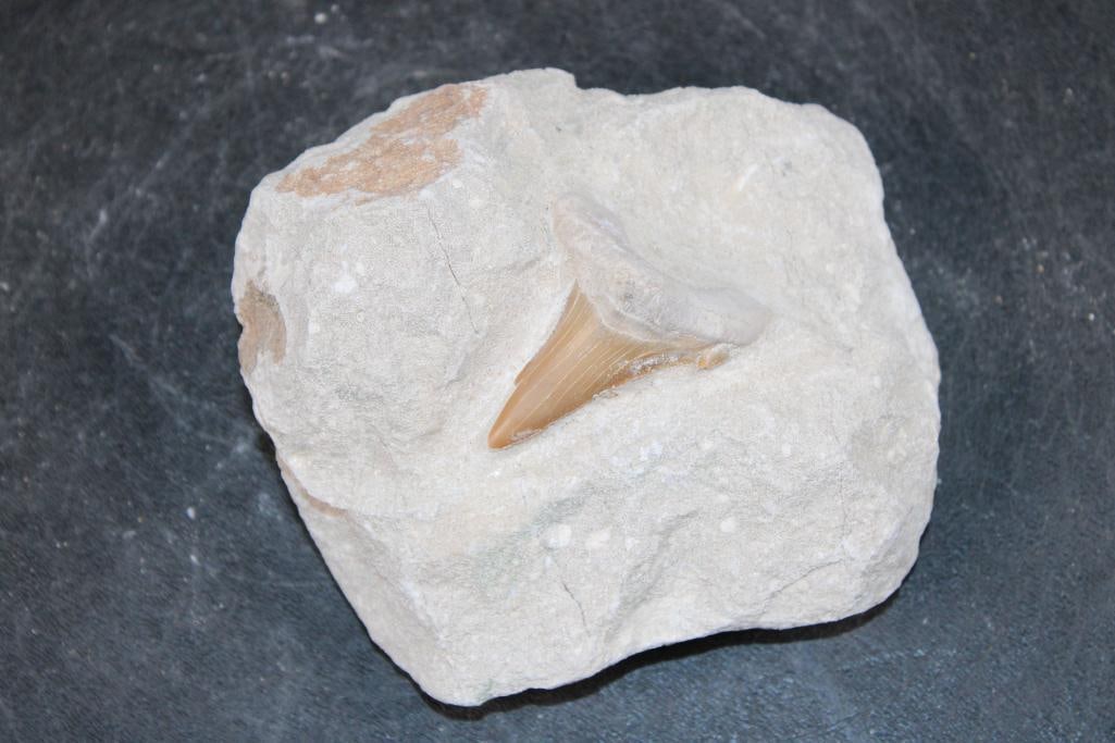 Prehistoric OTODUS SHARK Tooth Fossil in a Rock Matrix: Prehistoric OTODUS SHARK Tooth Fossil in a Rock Matrix. The Matrix measures 4" Long x 4" Wide x 2" Thick. The Total Weight is .85 lbs. The prehistoric Otodus Shark is an extinct genus of large