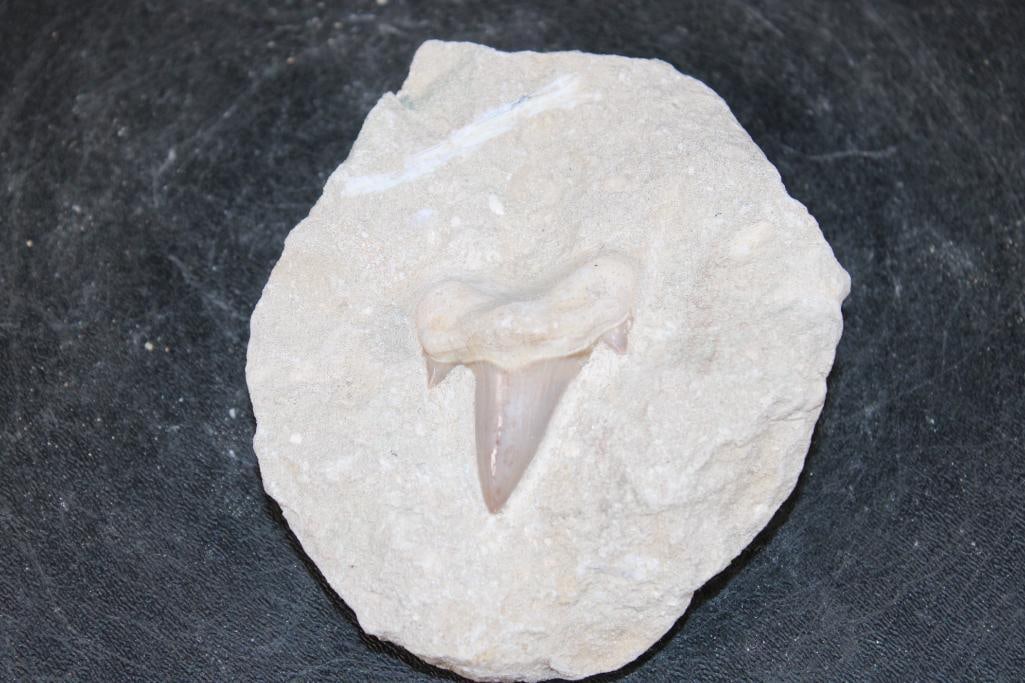 Prehistoric OTODUS SHARK Tooth Fossil in a Rock Matrix (1 of 3)