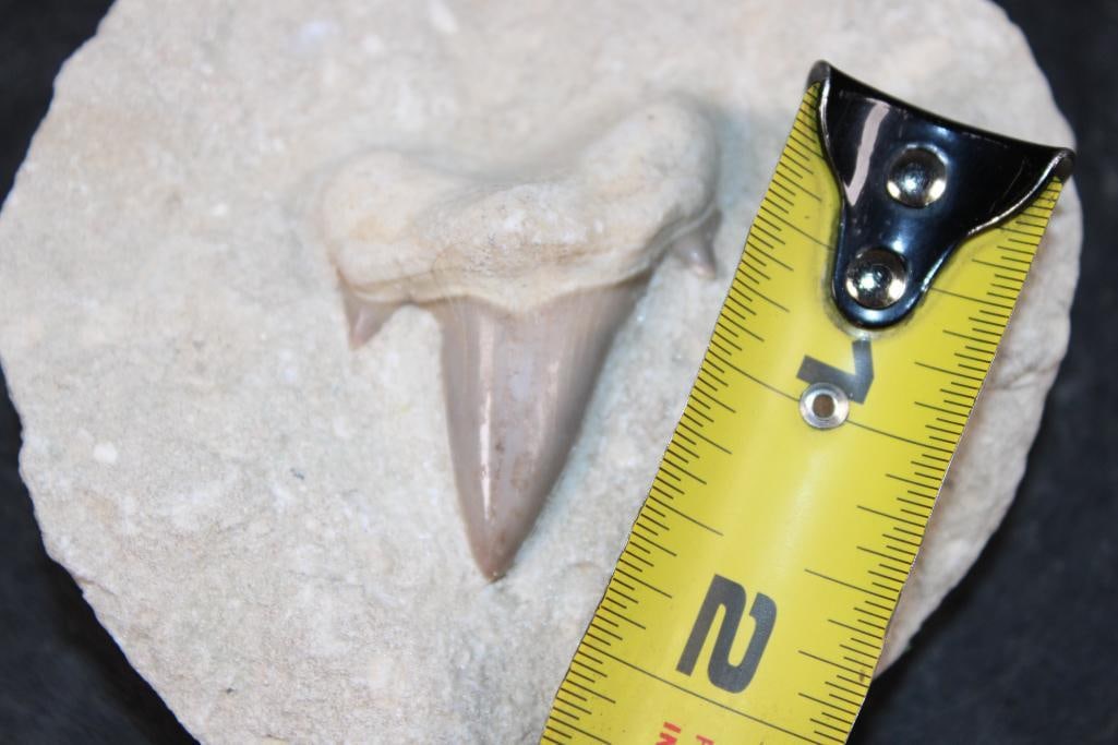 Prehistoric OTODUS SHARK Tooth Fossil in a Rock Matrix - 2