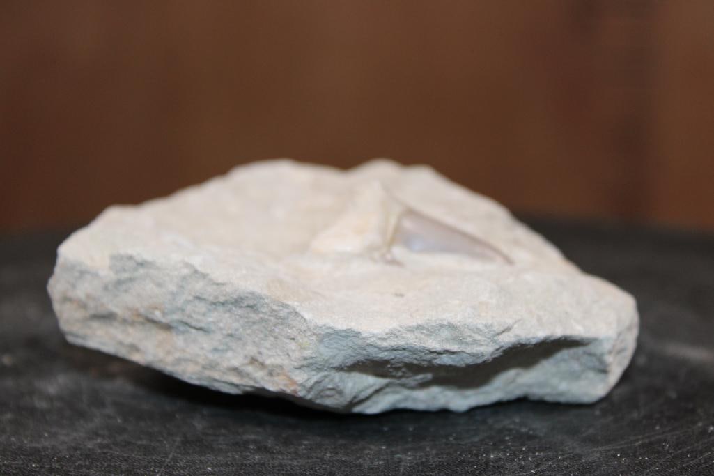 Prehistoric OTODUS SHARK Tooth Fossil in a Rock Matrix - 3