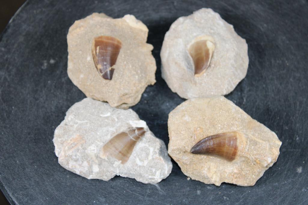 (4) Big MOSASAUR TEETH in their own Rock Matrix: 4 Authentic MOSASAUR Fossil Teeth. The Total Weight for all is 1 lb 12 oz. Mosasaurs lived during the Late Cretaceous Period, from about 90 million years ago until they went extinct around 66 million