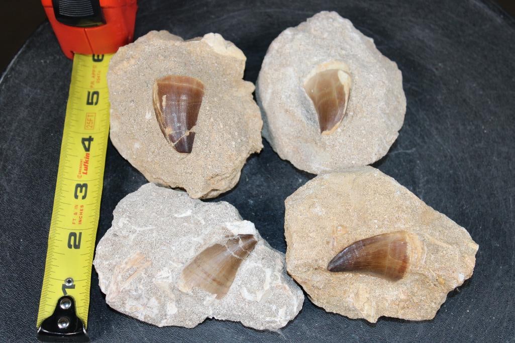 (4) Big MOSASAUR TEETH in their own Rock Matrix - 2