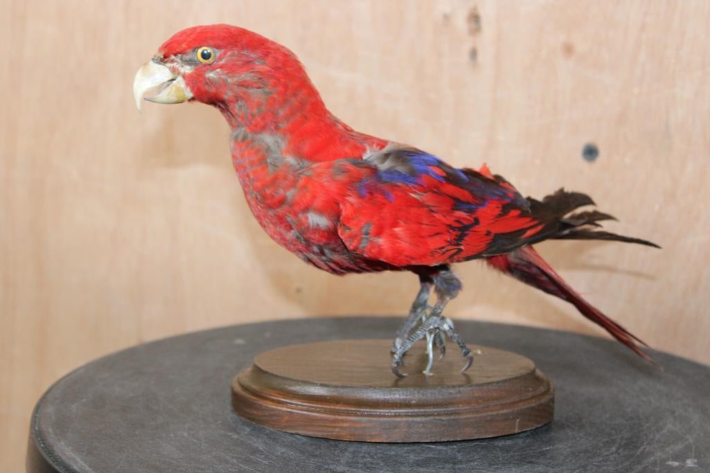 RED LORY on a Wood Plaque Base: Life-sized RED LORY on a Wood Plaque Base. It measures 9" Long x 3.5" Wide x 6.25" Tall. The Red Lory is native to Indonesia. This is an older bird mount in Fair Condition. TAXIDERMY BIRDS 
