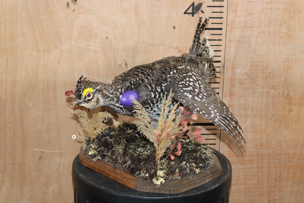 SHARP-TAILED GROUSE Mounted on a Decorative Wood Plaque Base: Nice Life-sized Male SHARP-TAILED GROUSE. It is mounted on a decorative Wood Plaque Base with plant embellishments. It measures 14" Long x 14" Wide x 11" Tall. During the spring breeding season,