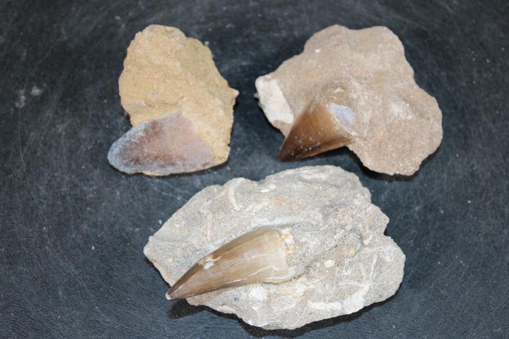 (3) Big MOSASAUR TEETH in their own Rock Matrix: 3 Authentic MOSASAUR Fossil Teeth. The Total Weight for all is .85 lbs. Mosasaurs lived during the Late Cretaceous Period, from about 90 million years ago until they went extinct around 66