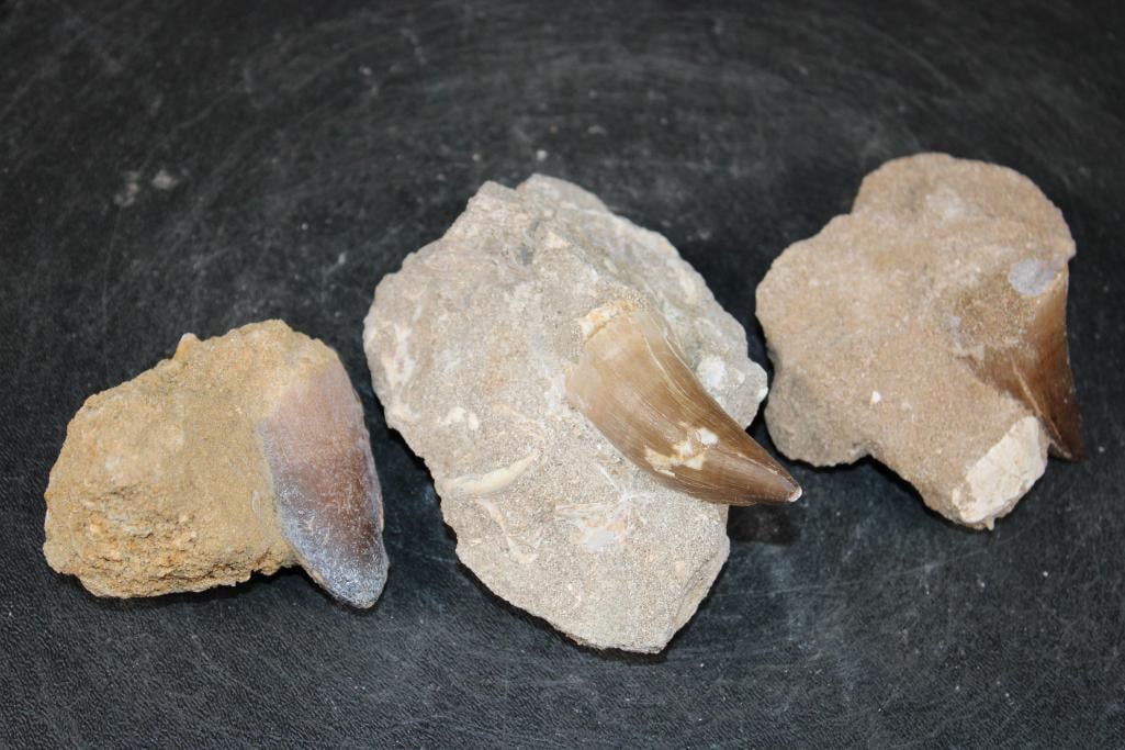 (3) Big MOSASAUR TEETH in their own Rock Matrix - 3