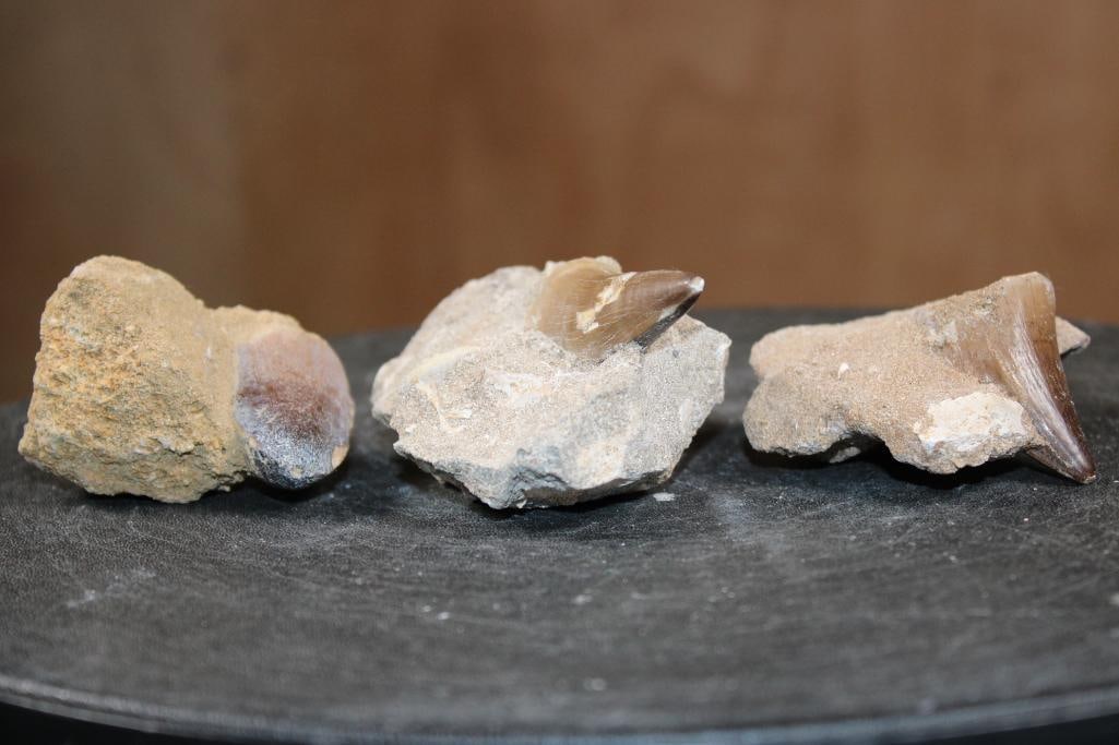 (3) Big MOSASAUR TEETH in their own Rock Matrix - 4