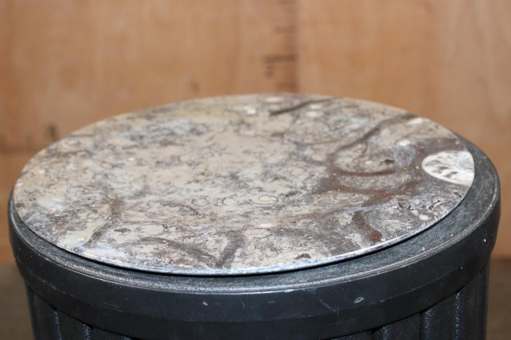 XL Polished ORTHOCERAS and AMMONITE Fossil Matrix Plate - 2