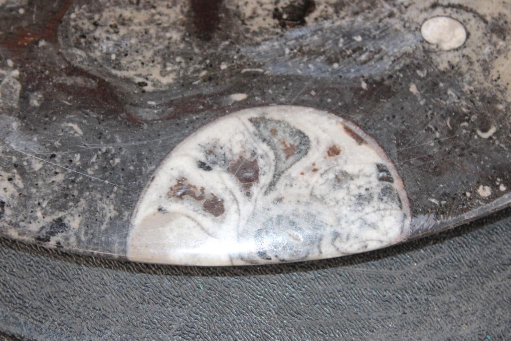 XL Polished ORTHOCERAS and AMMONITE Fossil Matrix Plate - 3