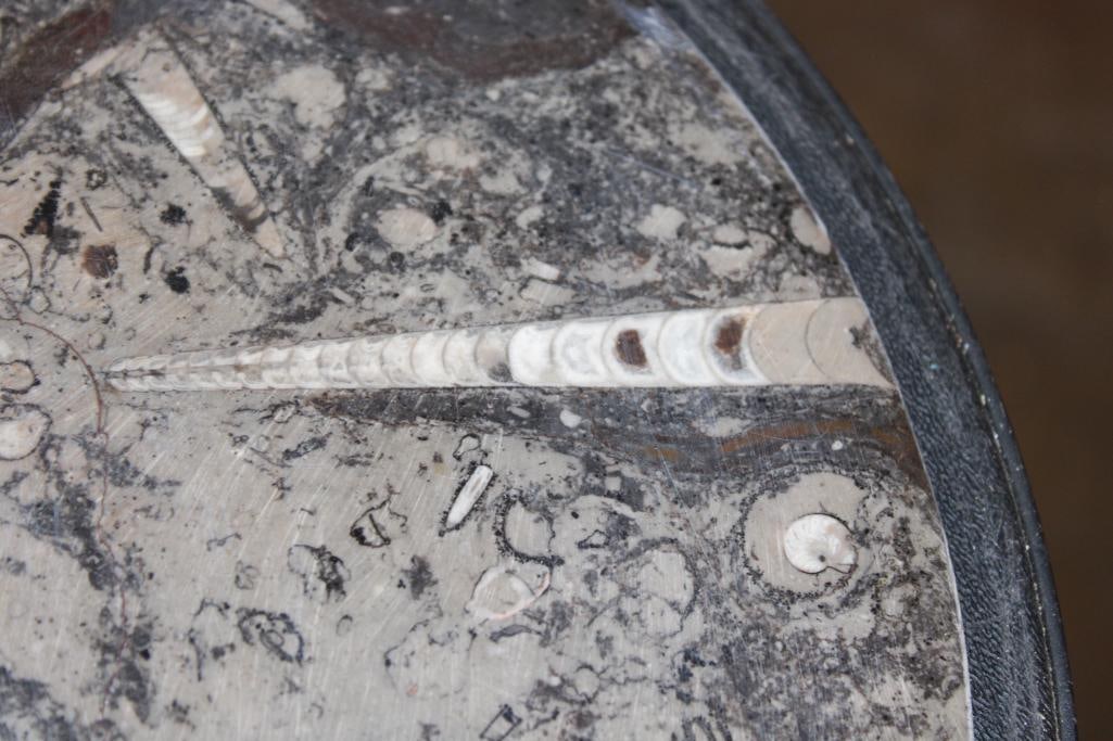 XL Polished ORTHOCERAS and AMMONITE Fossil Matrix Plate - 5